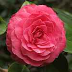 Camellia japonica 'Valtevareda'