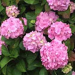 Hydrangea macrophylla 'Altona'