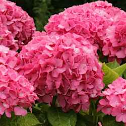 Hydrangea macrophylla 'Ami Pasquier'