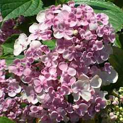 Hydrangea macrophylla 'Ayesha'