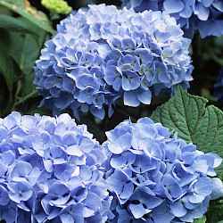 Hydrangea macrophylla 'Blue Bonnet'