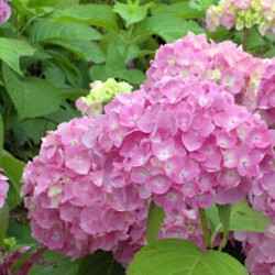 Hydrangea macrophylla 'Generale Vicomtesse de Vibraye'