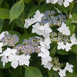 Hydrangea macrophylla 'Lanarth White'