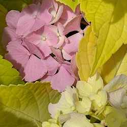 Hydrangea macrophylla 'Lemon Zest'