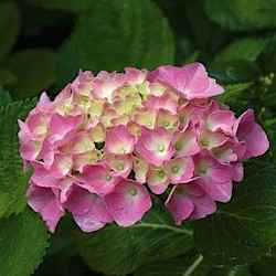 Hydrangea macrophylla 'Montgomery'