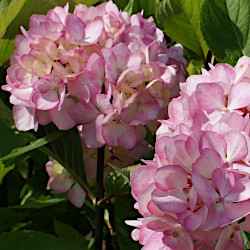 Hydrangea macrophylla 'Nigra'