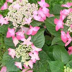 Hydrangea macrophylla 'Normalis'