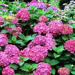 Hydrangea macrophylla 'Parzifal'