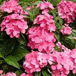 Hydrangea macrophylla 'Pia'