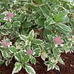 Hydrangea macrophylla 'Tricolor'