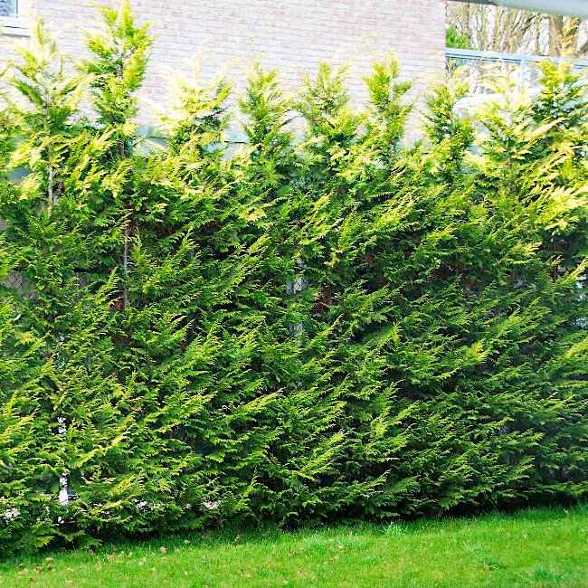 Κυπαρίσσι Λέιλαντ Φράχτης