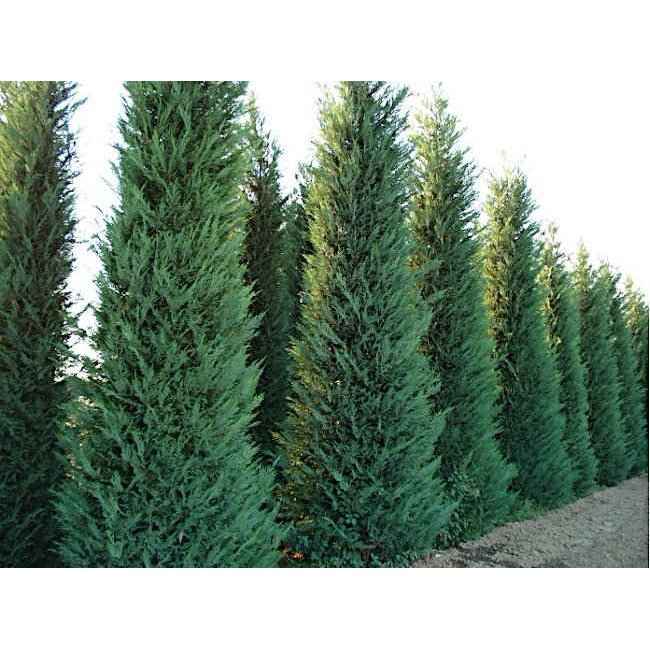 Κυπαρίσσι Λέιλαντ Ελεύθερος Φράχτης