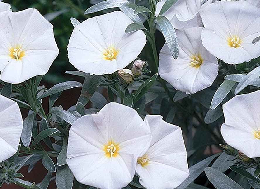 Ο Κονβόλβουλος στον Κήπο και στο Τοπίο