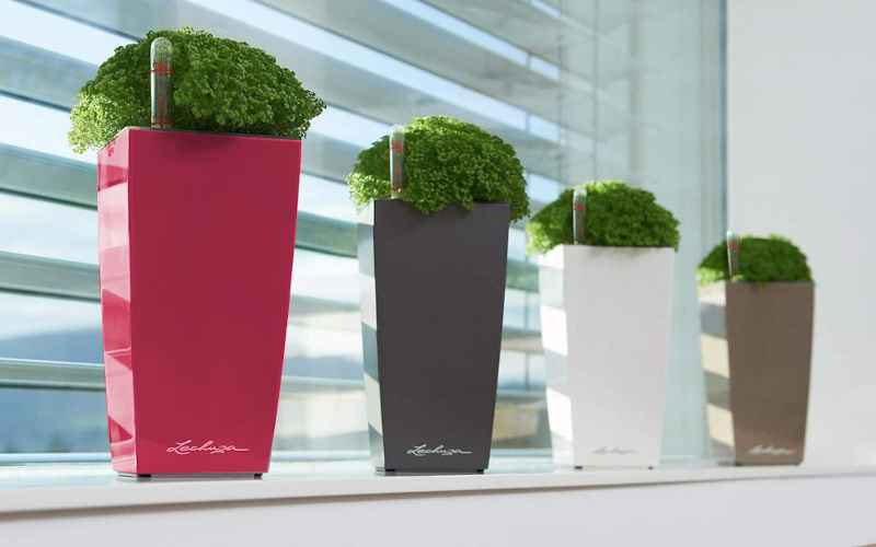 Plants in CUBI Maxi Planters