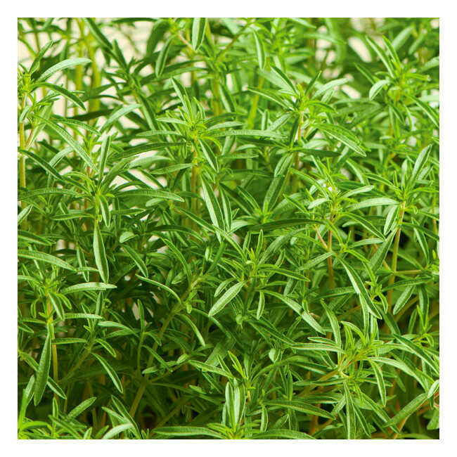 Semi di santoreggia (satureja hortensis