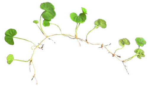 Stolons of the Plant