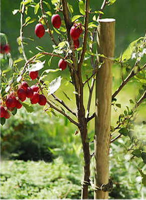 Wooden Round Palisade Ø5