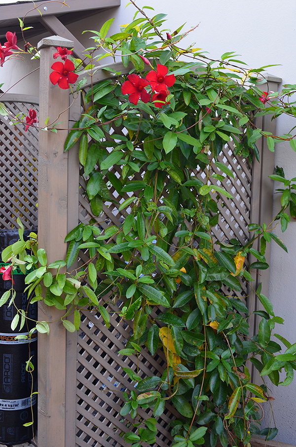 Trellis
